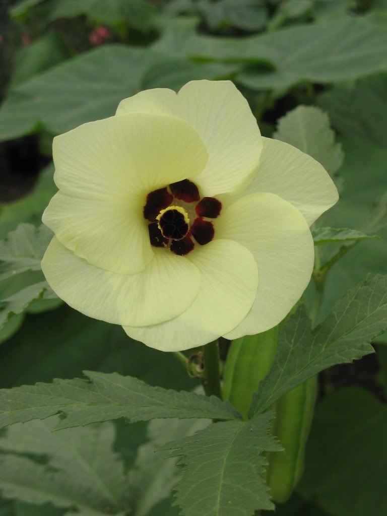 Hibiscus esculentus Okra
